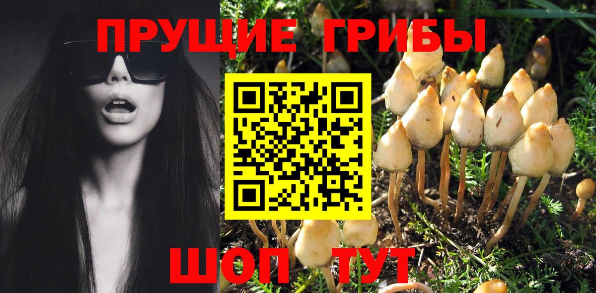 Псилоцибиновые грибы Psilocybine cubensis  Псилоцибиновые грибы мухоморы  Вход с VPN  Балабаново 